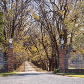 The elm-lined driveway leading to All Saints Estate.