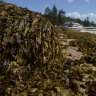 Collaroy Beach closed after wall of seaweed washes ashore