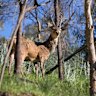 Feral red deer in the Grampians National Park.