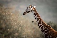 Wildlife spotting (giraffe) in the Suyian Conservancy reserve.