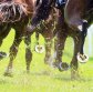 Race-by-race preview and tips for Tuesday meeting at Goulburn