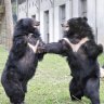 At the sanctuary, bears begin their lives all over again.