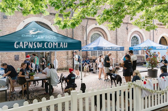Greyhound adoption day at BrewDog South Eveleigh. 