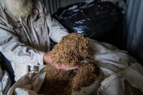 Microlaena grass seeds and stalks.