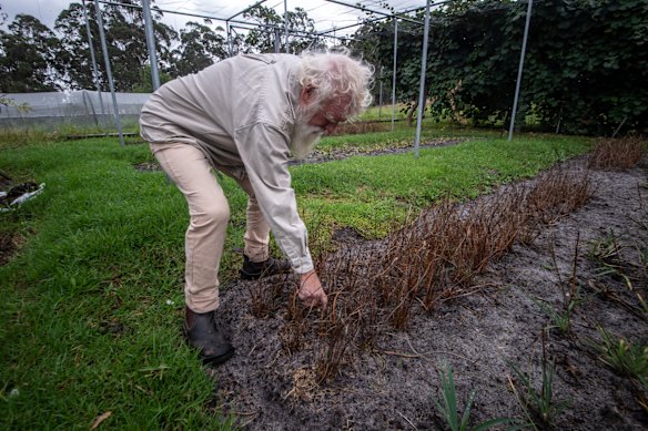 Bruce inspects a plot of Murnong that is is grown in the home garden.