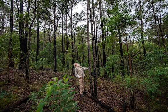 Bruce Pascoe in a forested area of Yumburra that has been thinned.