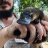 Platypuses disappear from five Brisbane waterways