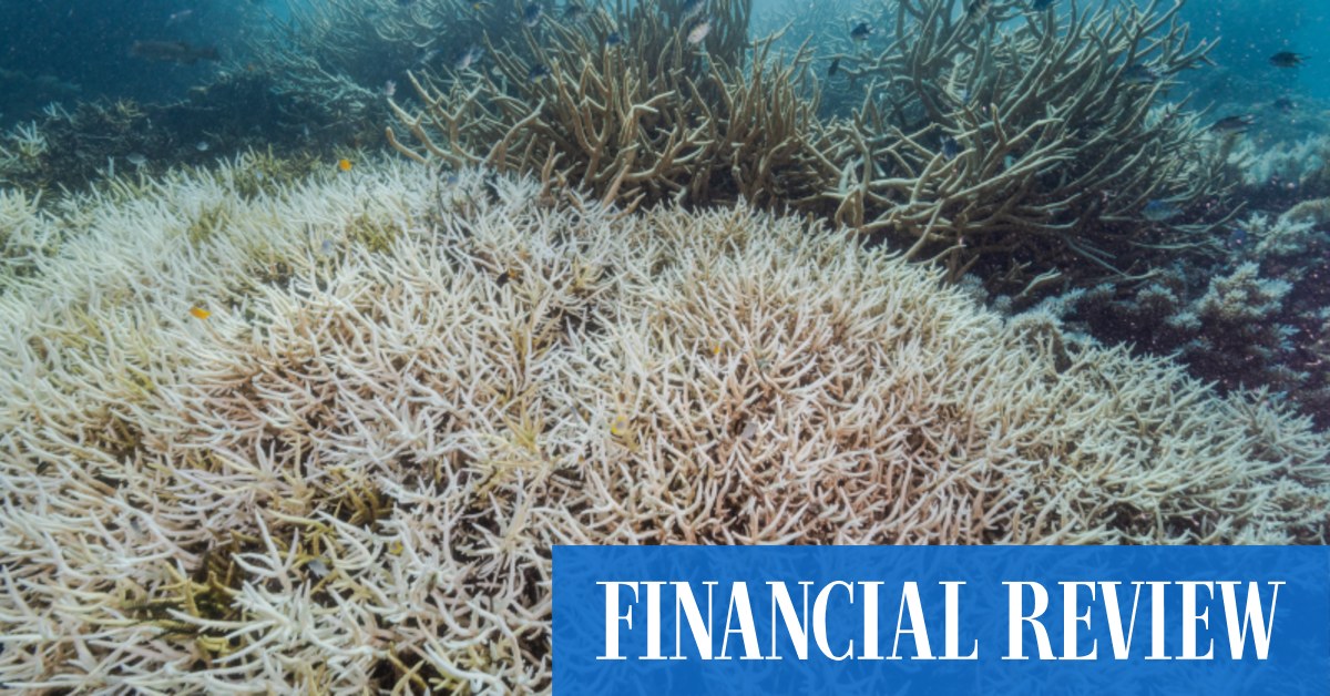 Election 2022 Labor to spend 195m to protect Great Barrier Reef
