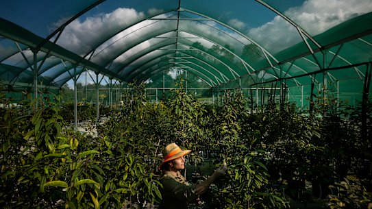Senior Horticulturist at
The Australian Botanic Gardens Lesley Neuhold, inspects a plant for myrtle rust.