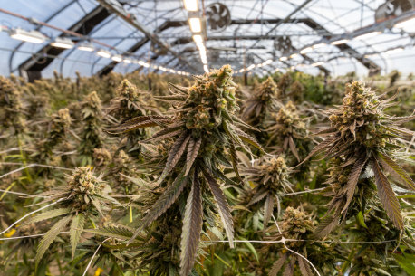 Cannabis Inc: Australia’s booming medicinal weed industry