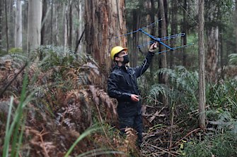 Nick Bradsworth, Zoos Victoriaâs helmeted honeyeater field officer, tries to locate some of the birds that have been released into the wild. 