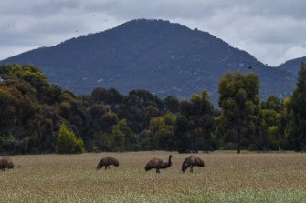 Emus grazing in the Serendip Sanctuary. 