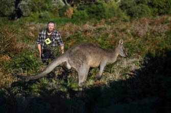 Rye resident and wildlife protection activist Craig Thomson wants kangaroos protected from shooting on the Mornington Peninsula. 