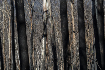 The Kosciuszko National Park will take time to recover from last January's intense bushfires, ecologists say.