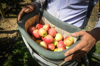 A fruit picker shortages is set to send fresh produce prices soaring in coming months. 