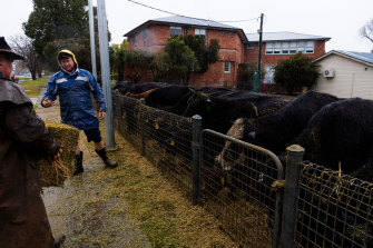Volunteers help feed cattle at Camden Public School.