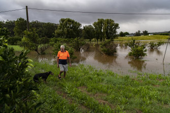 Ken Anderson inspects his citrus orchard at Sackville North with his dog, Spotless.