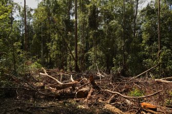 Forestry operations in the Lower Bucca State Forest, near Coffs Harbour, northern NSW. The EPA sought to limit logging in the forest after nearby bushfires but were overruled by John Barilaro, who is the minister in charge of forests. 