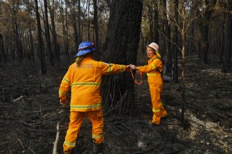 Port Macquarie residents joined staff from the RFS, the local council and the Koala Hospital to search for injured wildlife after recent fires.