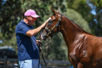 Michael Christian with a colt up for sale at Inglis.