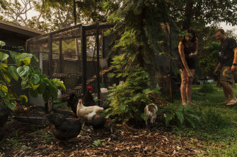 Lock Up Your Chickens It S Turkey Time Birds On The March From