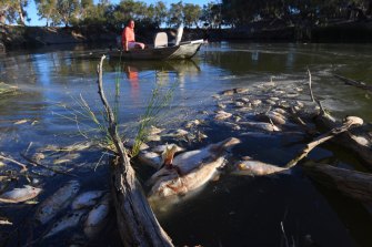 Graeme McCrabb steers his tinnie towards dead fish near Menindee after the second of three mass fish kills on the Darling River last summer.