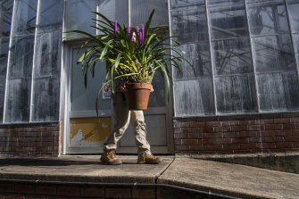 Horticulturist Valeriu Pintilie carries an enormous Arpophyllum giganteum, which is flowering now. He has an Instagram page dedicated to orchids, Sydney Orchids PVR. 