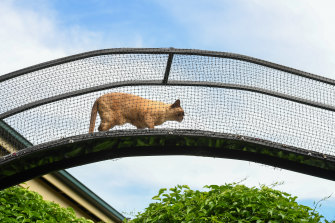 Kylie McKendry has built an enclosure in her garden to stop her cat killing local wildlife.