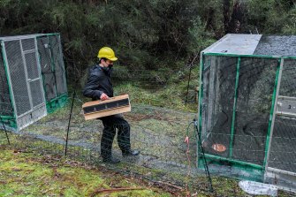 Nick Bradsworth, a Zoos Victoria helmeted honeyeater Field Officer places a group of wild birds into an aviary.