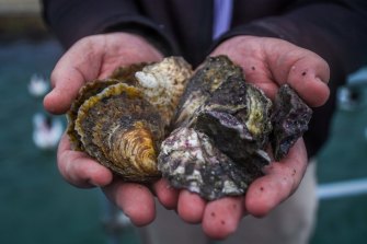 Native oysters will be grown at a farm in Lakes Entrance under a three-year trial. 