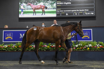 The colt from Miss Admiration x Not A Single Doubt was bought for $1.7 million on Wednesday (Lot 261).