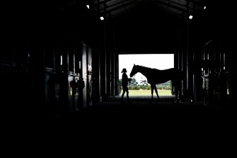 Plenty of time: Trainer Danny O’Brien is confident Young Werther will bounce back. 