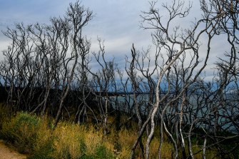 The damage wrought by the Black Summer fires in Mallacoota nearly two years on. 