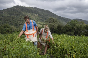 The chilli and paw paw farm has been in Jack Murday's family for generations.  Jack met Isabelle when she was working on the farm picking fruit.