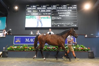 Tom Magnier paid $1.9 million for an I Am Invincible colt from Newgate Farm to top the record-breaking Magic Millions Sale this week