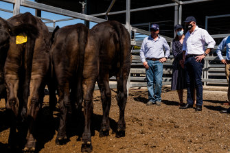No bull and bearing gifts: Albanese at the Gracemere saleyards in Rockhampton where he pledged funds for Beef Week 2024.