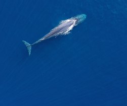 A pygmy blue whales photographed by drone off the north coast of East Timor.