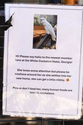 Pub goers at the White Cockatoo in Petersham have already warmed to Georgie.