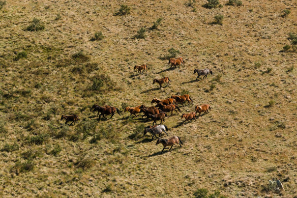 The most recent government data indicates there are about 18,000 feral horses in the national park - a number that has been rapidly increasing.