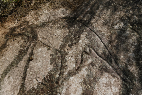 A rock engraving of a kangaroo at Cromer Heights. 