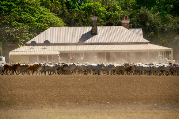 Cattle mustering in front of the historic homestead of Marianne. The building was constructed for the series.