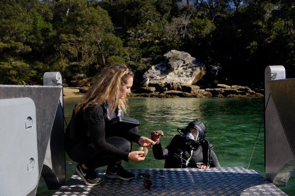 Nathalie Simmonds (left), head of marine science at The Abyss Project, examines dead invertebrates with project co-founder Carl Fallon near an inshore Sydney Reef. They immediately returned them to where they had been located.