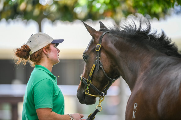 A horse from Newhaven Park stud at the Magic Millions sale inspections.