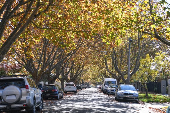 Established trees in Belson Street, Malvern East.