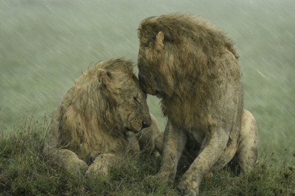 Ashleigh McCord’s image of two male lions nuzzling in the rain in Africa was highly commended in this year’s Wildlife Photographer of the Year People’s Choice award.