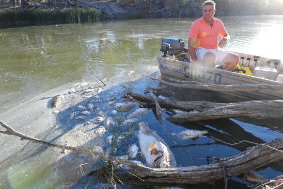 Graeme McCrabb on his tinnie in the Darling River, floating among dead Murray cod and other fish just after the second of three big fish kill events near Menindee in January 2019.