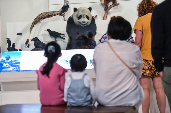A panda is among the taxidermied animals in the museum's long-running  exhibition.