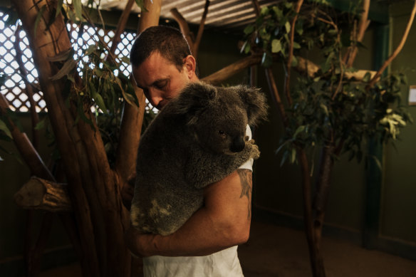 Chad Staples with seven-year-old koala Archer at Featherdale Sydney Wildlife Park in Doonside. 