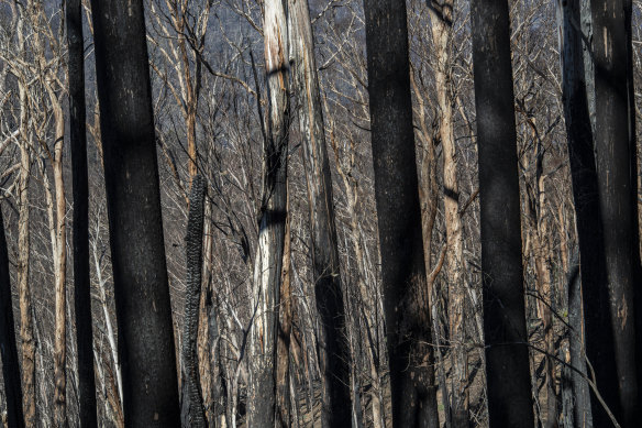 The Kosciuszko National Park will take time to recover from last January's intense bushfires, ecologists say.