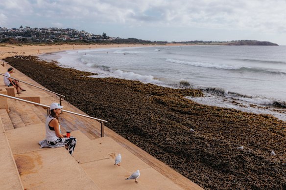 Seaweed collected on Dee Why Beach after a weekend of large swells and large tides.
